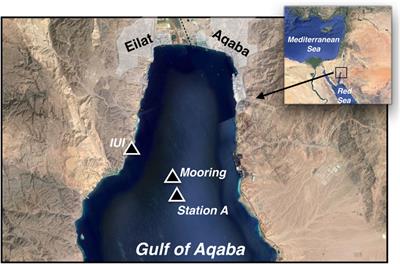 Barium cycling in the Gulf of Aqaba